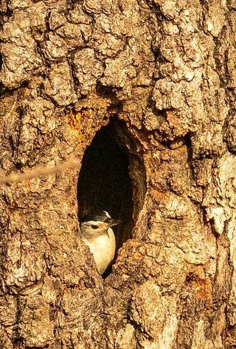 Peering Out by Joan Piazza is licensed under CC BY-ND 2.0